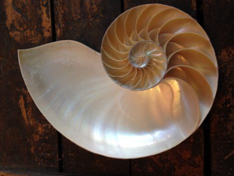 Nautilus shell